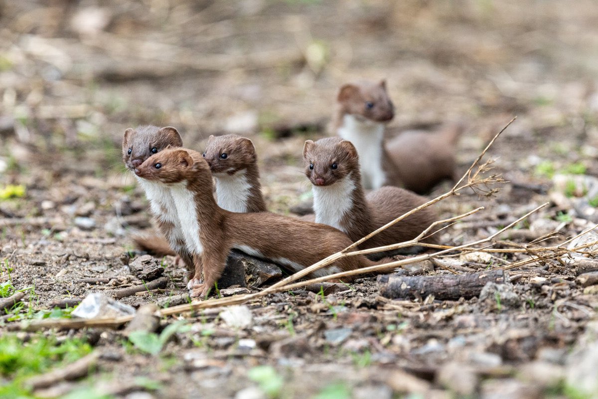 radiationmouth's tweet photo. #TheRevolutionWillBeMeasuredInStoats #2022MMM #TeamWeasel https://t.co/C0RXM9Pu8o