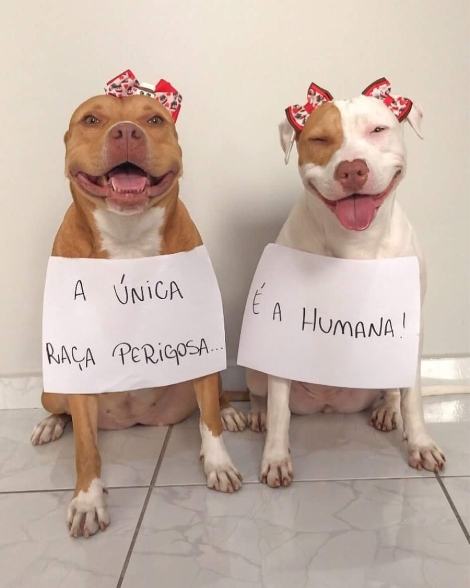 bichinhos fofinhos demais tweet media