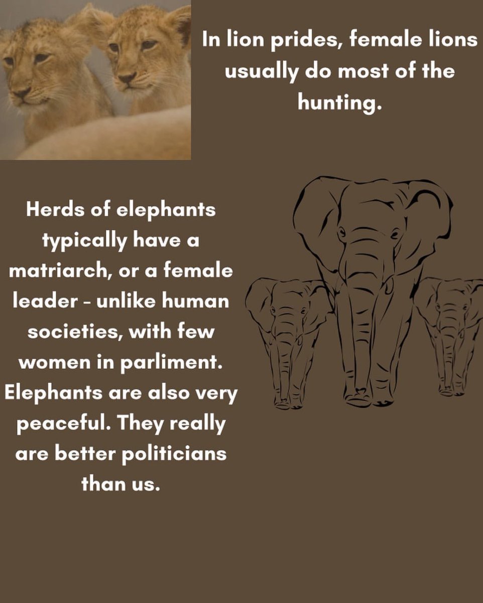 stjenviro's tweet photo. Here are some fun facts about some of  the queens of nature! 🦁✨☀️ https://t.co/RPJIQhFoIw