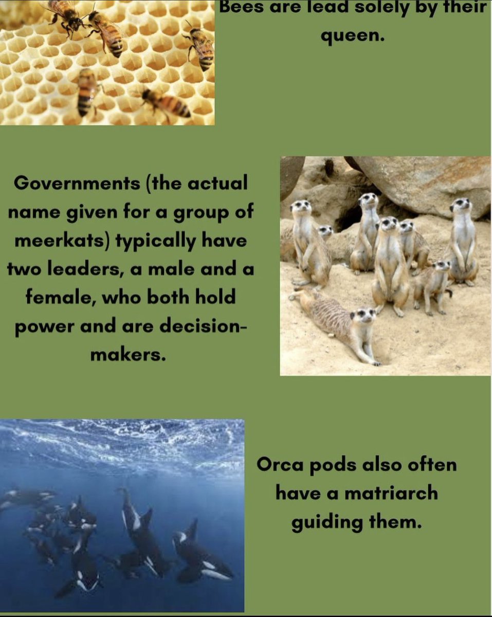 stjenviro's tweet photo. Here are some fun facts about some of  the queens of nature! 🦁✨☀️ https://t.co/RPJIQhFoIw