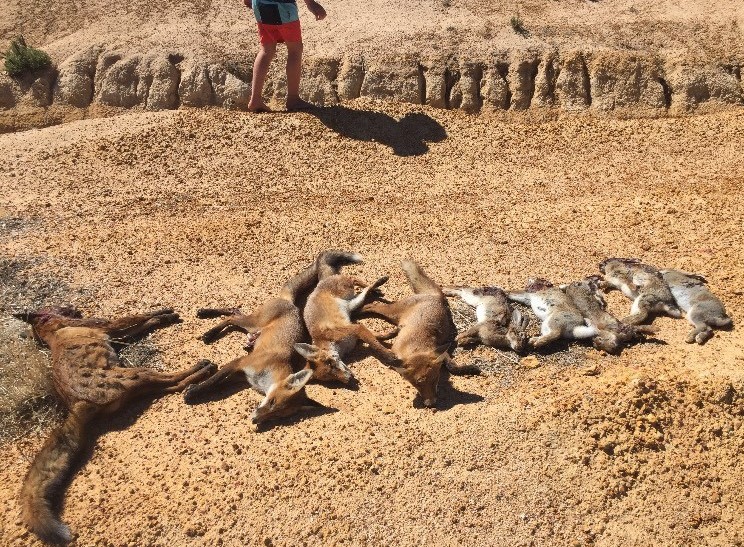 RedCardRF's tweet image. We had a great chat with the crew out at Quairading last week. By all accounts they had their biggest Red Card ever with 347 foxes removed! A huge effort by everyone involved.