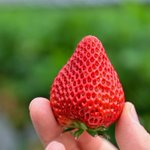 ツイートに含まれる画像