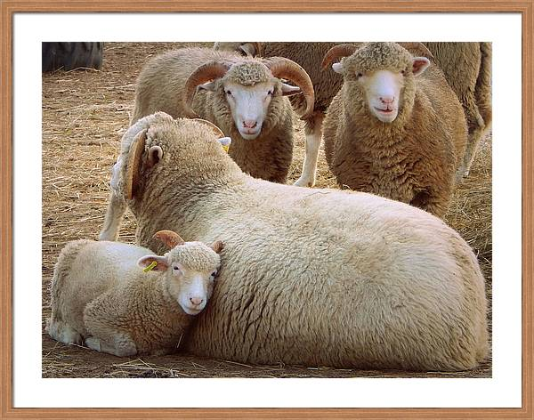 I love this little lamb's face & the curious sheep looking on!  #Farmlife #SpringForArt #farming #agriculture #barnyard #NationalAgricultureDay fineartamerica.com/featured/wool-… #animals