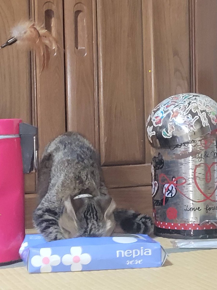 クソ〜お姉やんの奴！ こんな所にチュ〜る入れるニャよ😾 でも食べたい🐾