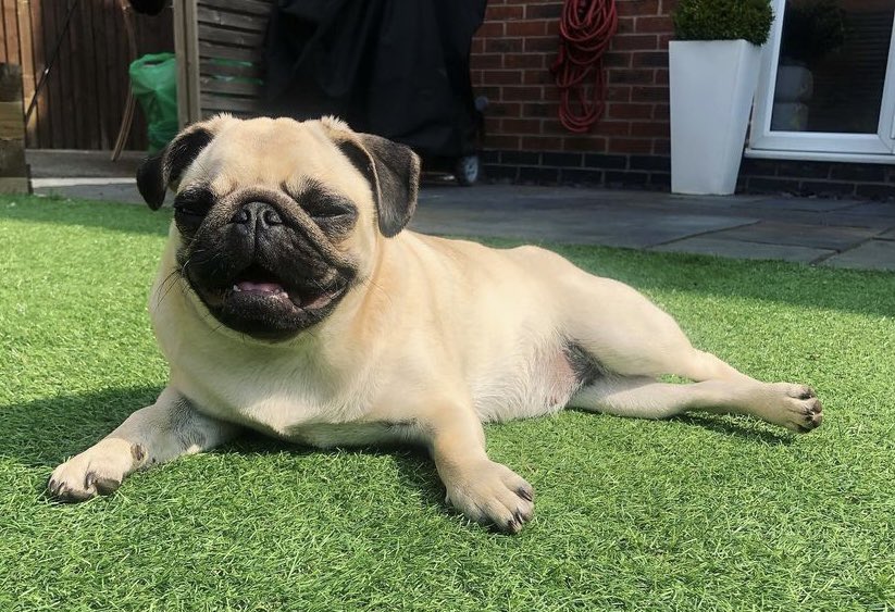 RheDale's tweet photo. @OfficialPLT #PLTpet @OfficialPLT Mila 🤍 https://t.co/9efYhvnVhv