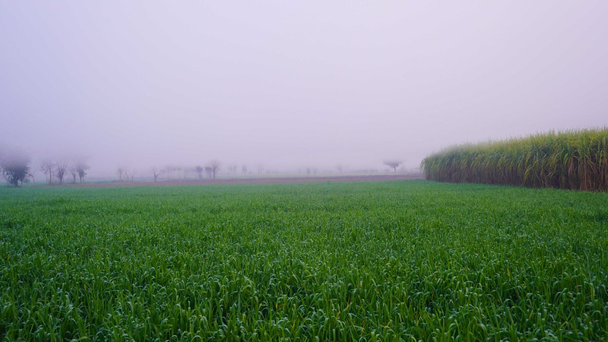 PakistanDestin2's tweet photo. چمن میں، بخدا شبنم نہیں ہے
یہاں، دامن نچوڑا ہے کسی نے

Beauty of Pakistan
Fogy Weather at #villagelife, 

Dist: #Sargodha #Punjab 🇵🇰❤️
#KsClick #VillageLife #PakistanDestinationOfTourism
https://t.co/eCSnHvztnN
#OICInPakistan https://t.co/W5lorGDEIi