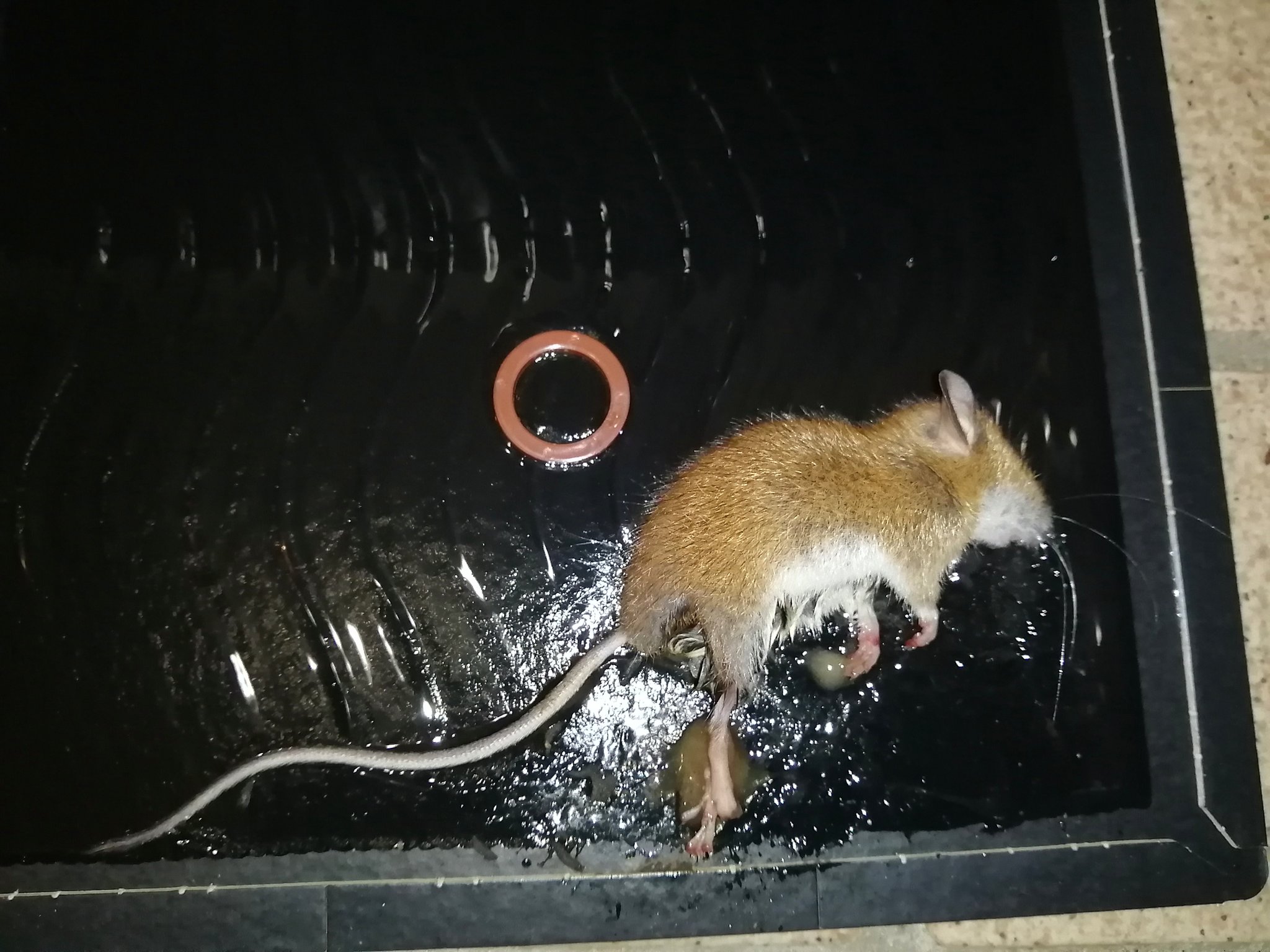 安心 駆除屋さん 最近 珍しい家ネズミを見ました 屋根裏の設置したトラップに捕獲されたという２頭のネズミは赤茶の毛に白いお腹でクマネズミでもドブネズミでもない姿 ハツカネズミなのか野生のネズミなのか 種の特定まではできませんでしたが家屋に