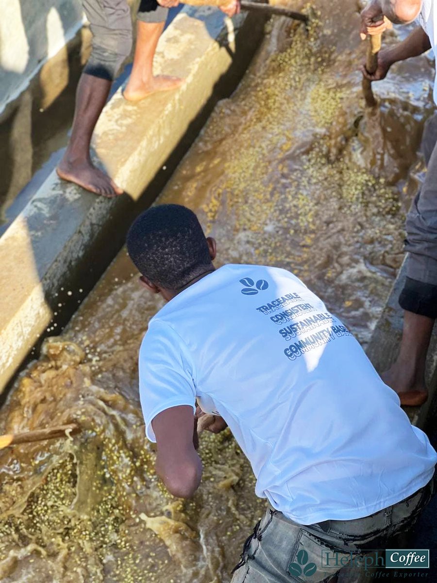 helephcoffee's tweet photo. Happy World Water Day, everyone! Did you know it takes more than 200 litters of water to produce the standard, sizeable takeaway latte? The vast majority of the water -nearly 140 litters- has the crucial coffee component. https://t.co/fC4fD84NuX