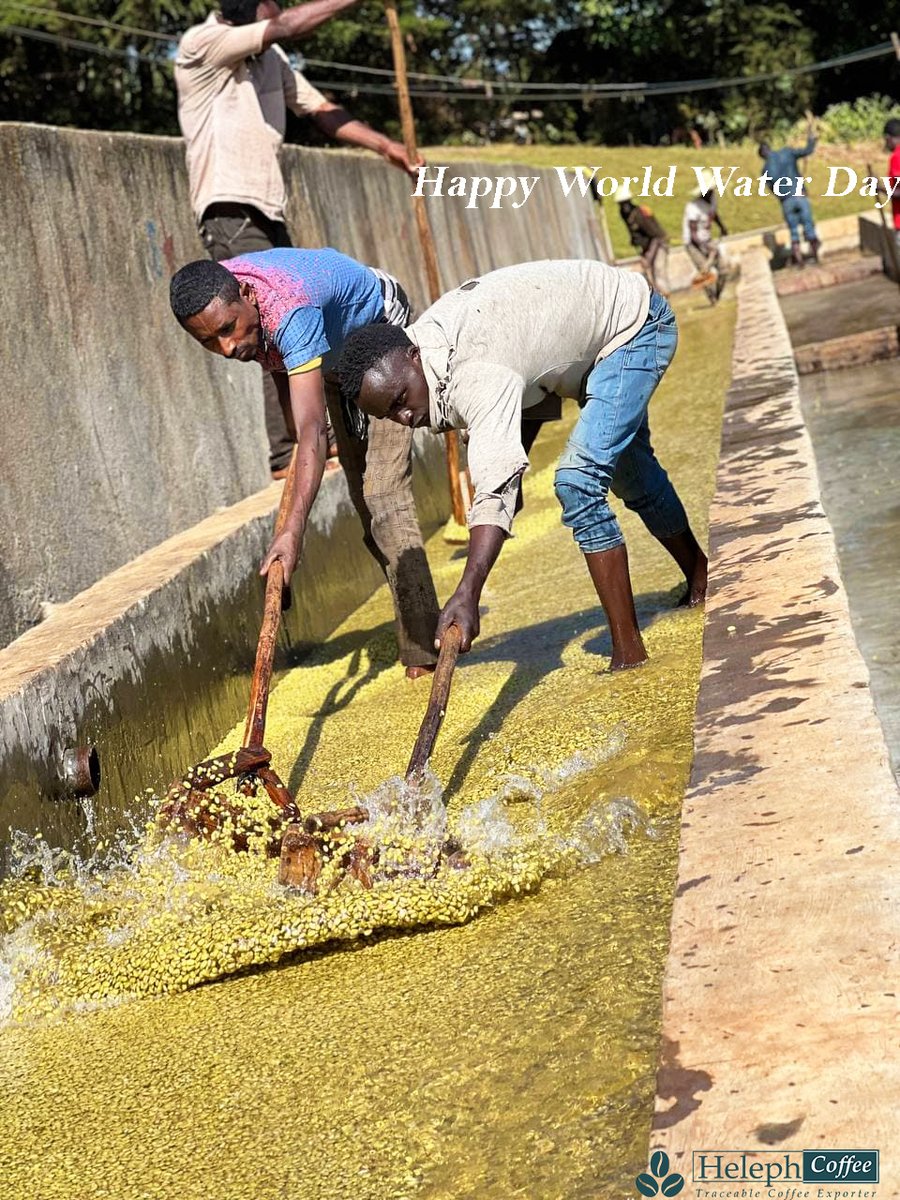 helephcoffee's tweet photo. Happy World Water Day, everyone! Did you know it takes more than 200 litters of water to produce the standard, sizeable takeaway latte? The vast majority of the water -nearly 140 litters- has the crucial coffee component. https://t.co/fC4fD84NuX
