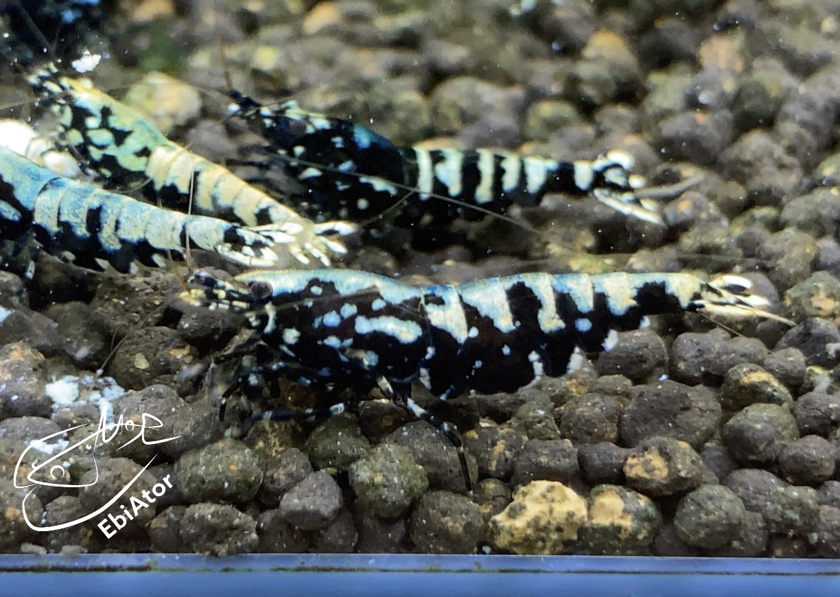 シュリンプ Twitter Search Twitter