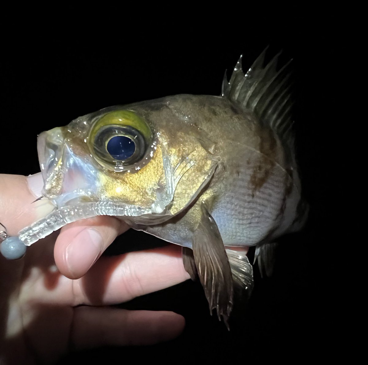 aska_fishing46's tweet photo. 昨夜は港湾メバルへ！
5キャッチできたが全てジグ単だった。
苦手なジグ単で釣れて良かった❗️

#APIA #GRANDAGE #LITE82 https://t.co/6sFJSwCMpI