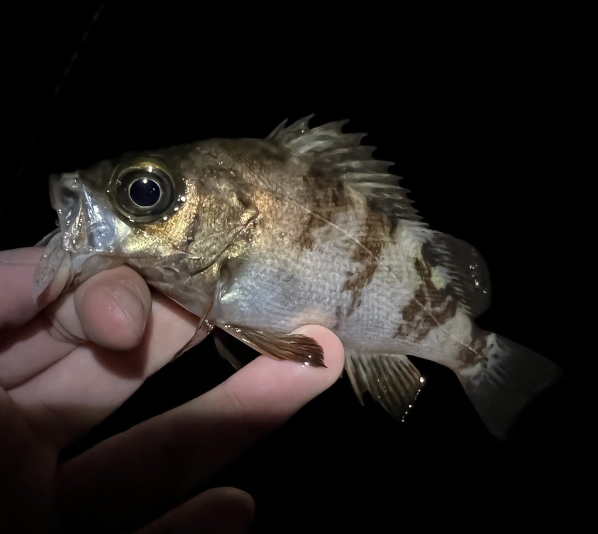 aska_fishing46's tweet photo. 昨夜は港湾メバルへ！
5キャッチできたが全てジグ単だった。
苦手なジグ単で釣れて良かった❗️

#APIA #GRANDAGE #LITE82 https://t.co/6sFJSwCMpI