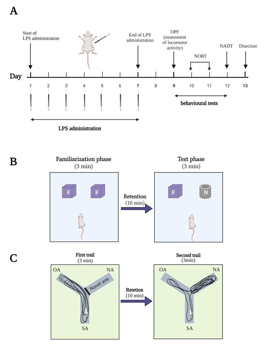 JINeuroscience's tweet photo. Investigation of the optimal dose for experimental lipopolysaccharide-induced recognition memory impairment: behavioral and histological studies
https://t.co/wAzy0Fy25e
#Neuroinflammation #Parkinsons #MultipleSclerosis #Alzheimers #neural_cell #chronic #acute https://t.co/ppL4mx6ooN