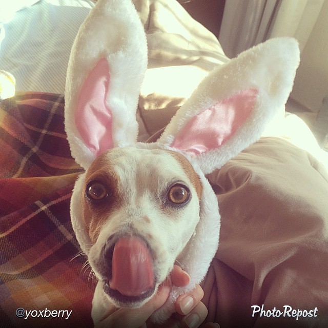 jackrussellfans's tweet photo. https://t.co/VBPiBn1PPV