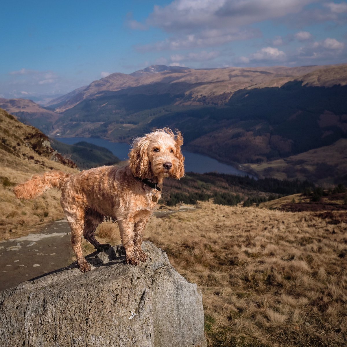 Early morning hikes up Ben Ledi 🏔
#hiking #twitterdogcommunity #scotland #hikingwithdogs #hikingscotland #adventuredog