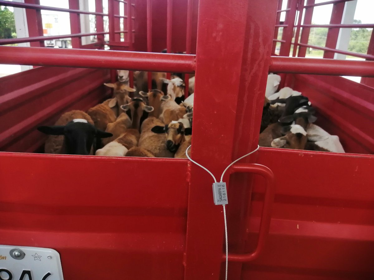 mvzpetris's tweet photo. La estupidez del certificado zoo sanitario obligatorio para el estado de Chiapas, pero no para el interior del país... https://t.co/F9bz6cU8RO