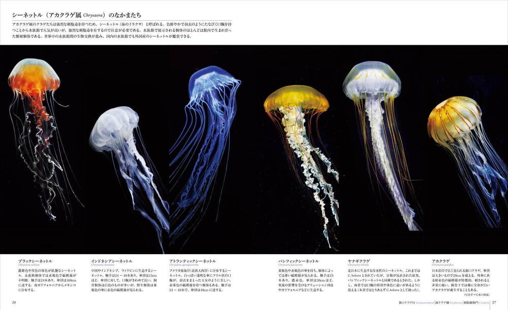 fashionpressnet's tweet photo. 書籍『世界で一番美しいクラゲ図鑑』世界の海で撮影された“神秘的なクラゲ”写真約300点 - https://t.co/fPYykxtavV https://t.co/Joibj45IWq