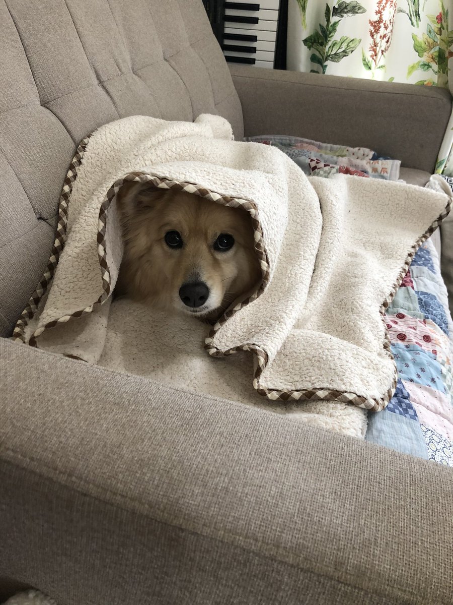 今日は寒いので皆さん暖かくしてお過ごしくださいね🐶