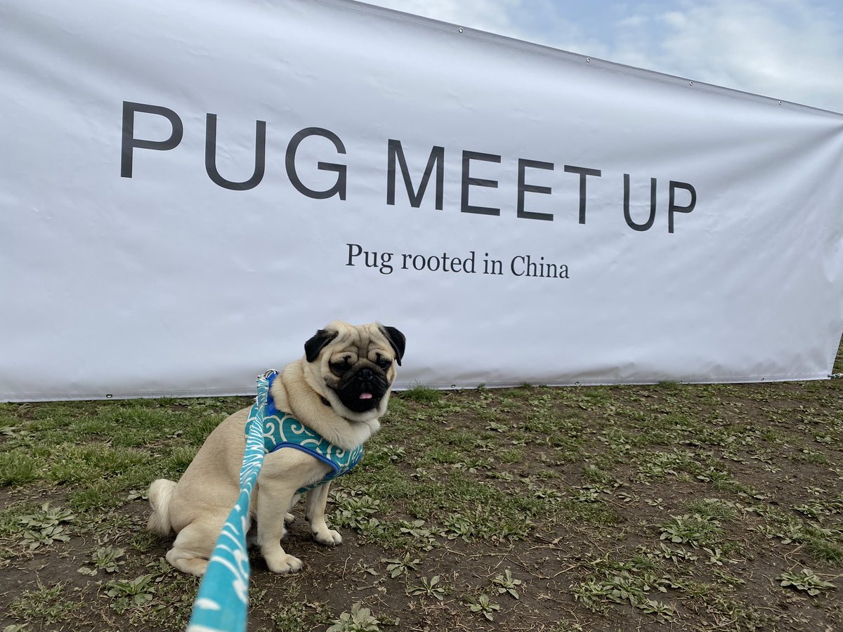 khkkhk0721's tweet photo. 楽しすぎたパグまみれの一日。
#パグ #pug #pugmeetup https://t.co/6h1T41dzfJ