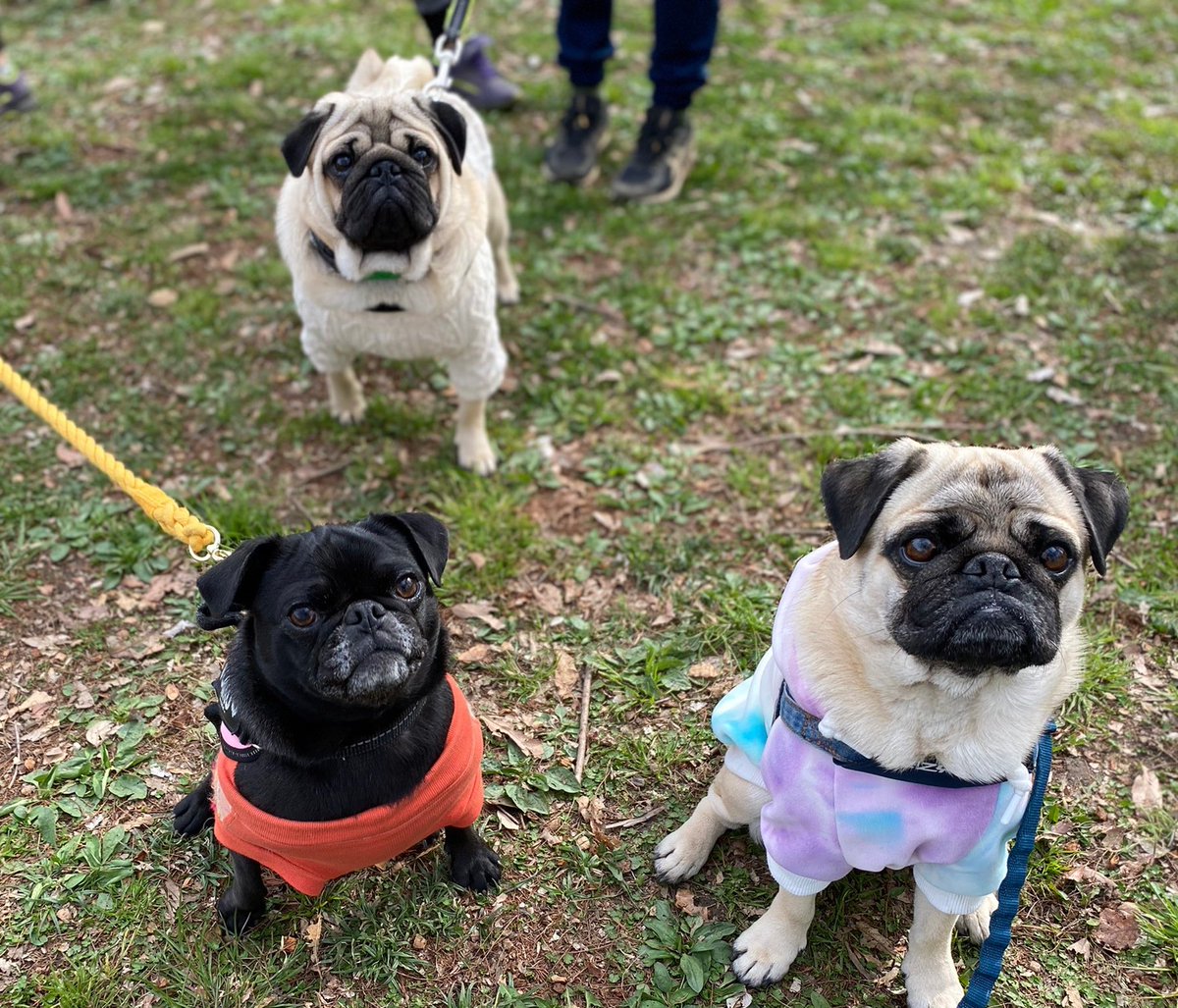 khkkhk0721's tweet photo. 楽しすぎたパグまみれの一日。
#パグ #pug #pugmeetup https://t.co/6h1T41dzfJ