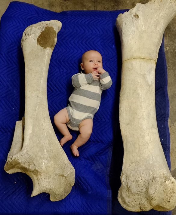 essentialsatx's tweet photo. @Paleontologista Your photo reminds me of my son’s first visit to the Vertebrate Paleontology Collection at The University of Texas. His great grandfather started the lab in 1949. It’s starting to feel like my second home these days. #texasmemorialmuseum
#txgeosciences
@texasvertpaleo https://t.co/eg6749gQs0