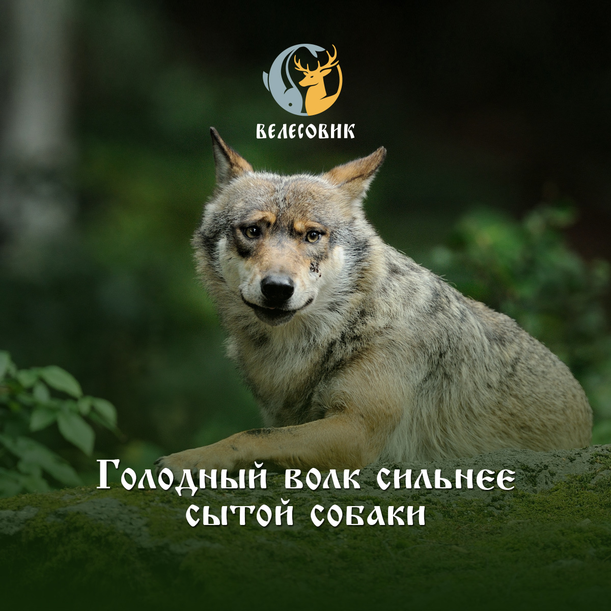 Голодным не буду белоруссия. Голодный волк сильнее сытой собаки. Цитаты про голодного волка. Голодный как волк.