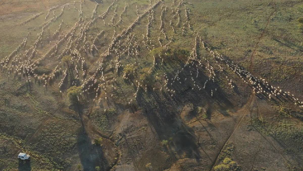 unisqaus's tweet photo. 2026 declared the International Year of Rangelands and Pastoralists!

But what exactly does @IYRP2026 mean? 🌳

Find out from @usqedu's @danamkelly via @FarmOnline: https://t.co/ndcrbB58qJ. https://t.co/QV1NuDorH0