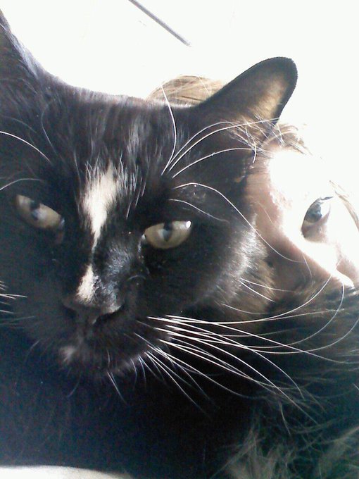 My sweet mittens passed away on Tuesday. It&rsquo;s been almost a week and I&rsquo;m still crying. I&rsquo;ll miss you<a href="/tag/kitty"class="tags"><span>#kitty</span></a>