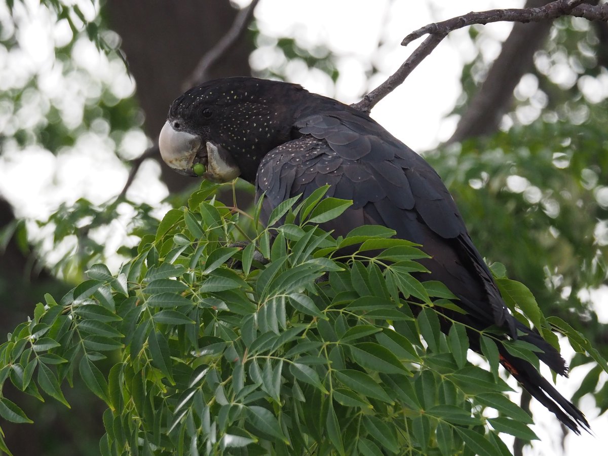 ParrotOfTheDay's tweet photo. #ParrotsAtoZ K is for karak (Calyptorhynchus banksii naso), aka the threatened forest red-tailed black-cockatoo of Western Australia. Female feeds on fruits of Cape lilac (Melia azedarach) in Subiaco, Perth; pic by @Hungry_Parrots @_erikaroper https://t.co/8RgvpIyXuz https://t.co/ZTVSSWelEX