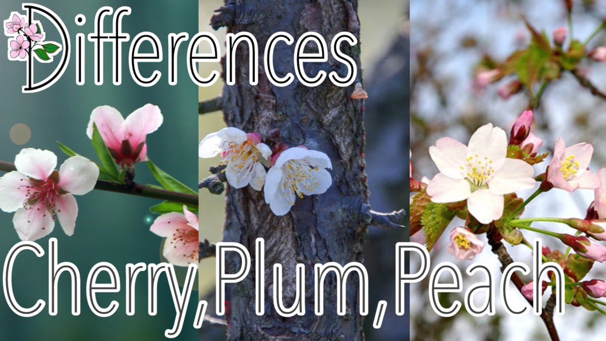 ChannelHaruna's tweet photo. 【New  video 🎉】https://t.co/V9sXZtZeKd

When you think of spring in Japan, do you think of cherry blossoms? Are cherry blossoms really the flowers you see in spring in Japan? Today, I would like to explain the difference between the three types of cherry, plum, and peach. https://t.co/A8rbKmPlt4