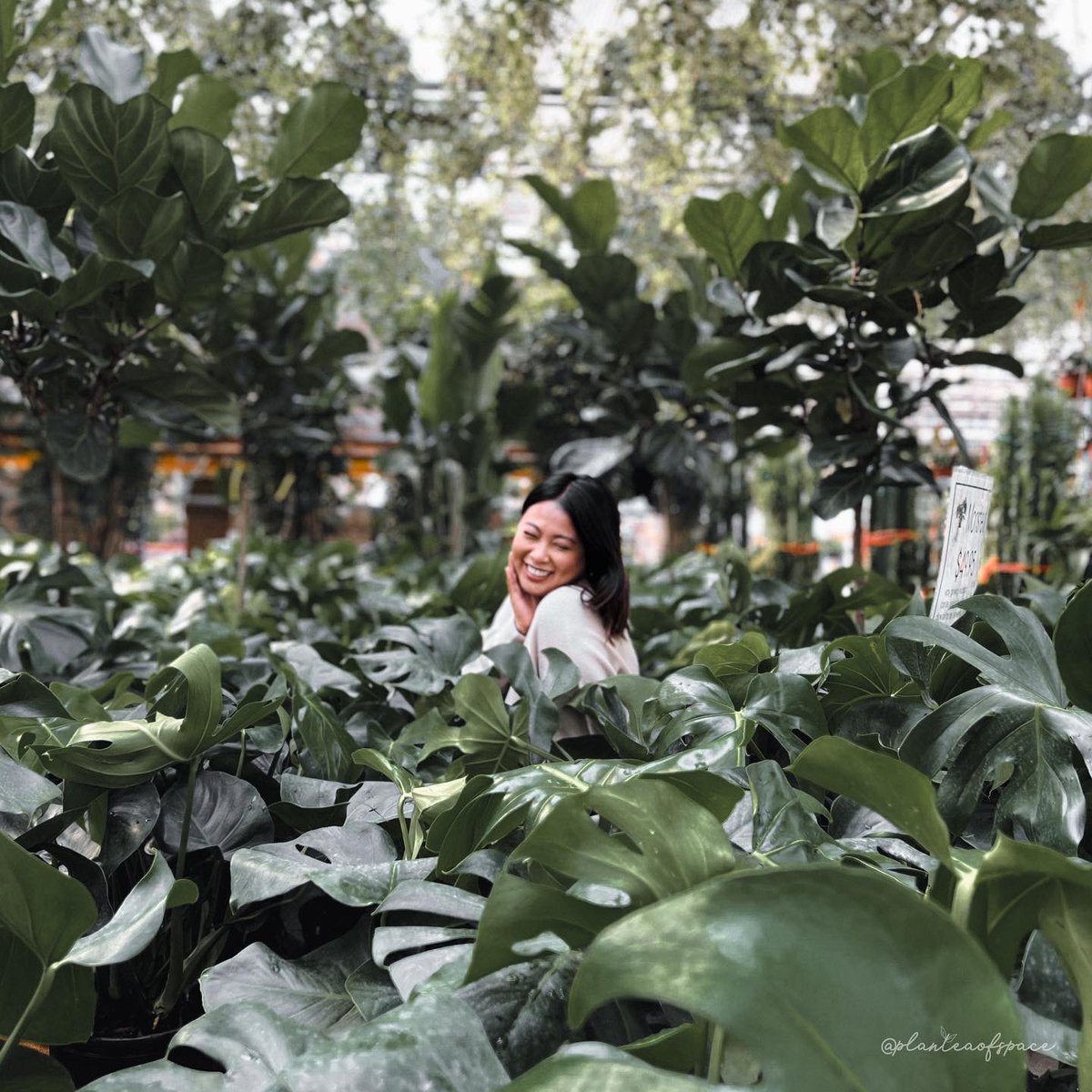 planteaofspace's tweet photo. 🌿I’m the happiest when I’m surrounded by lush Monstera Deliciosas🌿

Happy Monstera Monday! 💚

What type of Monstera makes you the happiest? 

@ValleyviewG1970 #MonsteraMonday #monsteradeliciosa #Mondayvibes #greenfeed #springtime #PlantsMakePeopleHappy #HousePlantopia https://t.co/P34qBd2sAP