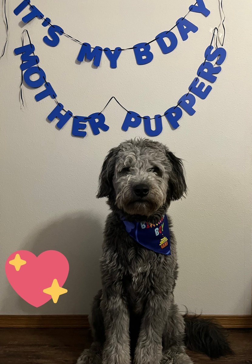 Hank is 1 today. Not quite sure how we survived the year together. <a href="/dog_rates/">WeRateDogs</a> #HankTheCouchDog #DammitHank #AussiePoo