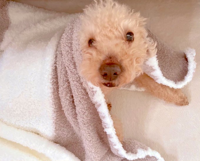 ブランケットに潜りましたよ🐶暖房つけてないから二人であったまろう🥰 https://t.co/U7LHg8BbP8