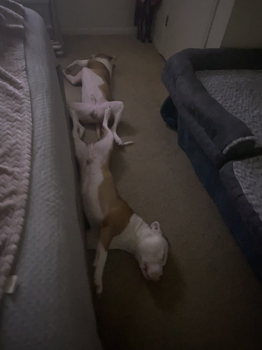 Ace &amp; Deuce said good night furry friends🥰🥺💙💕