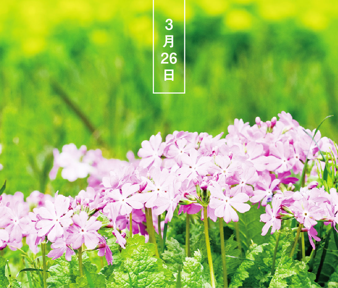 暦生活 こよみせいかつ ニホンサクラソウ 日本桜草 花の日めくり 花言葉 淡い恋 日本 中国 朝鮮半島原産で 江戸時代に多くの栽培品種が誕生しました 4 5月 白や桃色の可憐な花を咲かせます 近年は自生地が減少しているのだそう 誕生 暦生活 こよみせいかつ ニホンサクラソウ 日本桜草 花の日めくり 花言葉 淡い恋 日本 中国 朝鮮半島原産で 江戸時代に多くの栽培品種が誕生しました 4 5月 白や桃色の可憐な花を咲かせます 近年は自生地が減少しているのだそう 誕生
