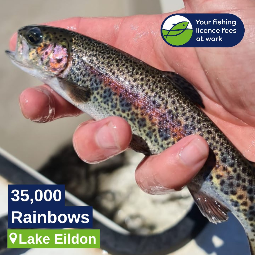 🎵 She comes in colours everywhere
She's like a rainbow… 🐟🌈 🎵

The Rolling Stones have got it covered, with 35k rainbows for Lake Eildon!

We’ve got the moves like Jagger this season, ‘coz we’re closer to that record 10 million. We can’t get no satisfaction until we're there!