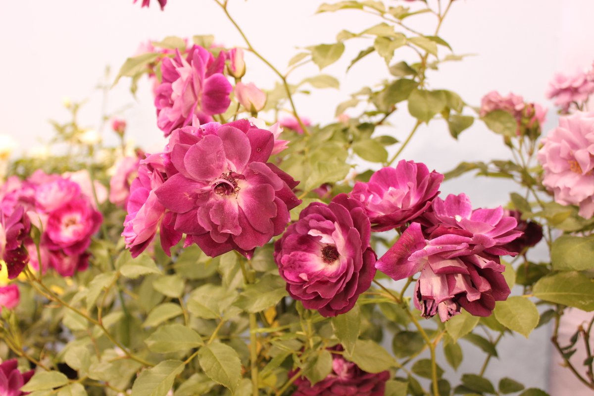 hinata_taka's tweet photo. 午後の薔薇 NO 2117
夢紫
バーガンディーアイスバーグ
シャンテロゼミサト
さらさ
#rose #furawa #barab #gogonobara
先ほどのツィート
間違いでした、改めて正解は
こちらです。 https://t.co/pIcZSXfsB0