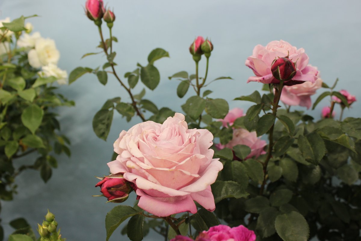 hinata_taka's tweet photo. 午後の薔薇 NO 2117
夢紫
バーガンディーアイスバーグ
シャンテロゼミサト
さらさ
#rose #furawa #barab #gogonobara
先ほどのツィート
間違いでした、改めて正解は
こちらです。 https://t.co/pIcZSXfsB0