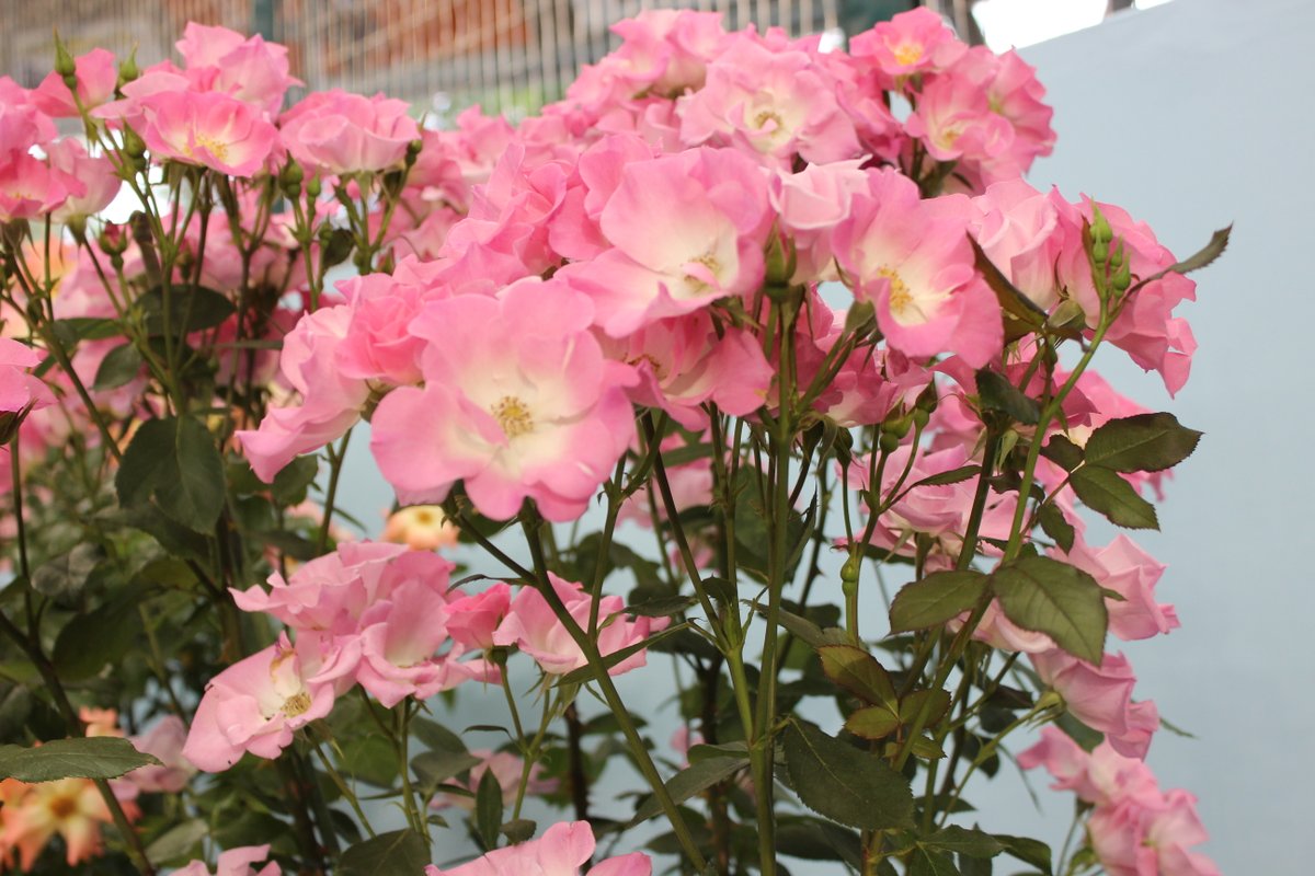 hinata_taka's tweet photo. 午後の薔薇 NO 2117
夢紫
バーガンディーアイスバーグ
シャンテロゼミサト
さらさ
#rose #furawa #barab #gogonobara
先ほどのツィート
間違いでした、改めて正解は
こちらです。 https://t.co/pIcZSXfsB0