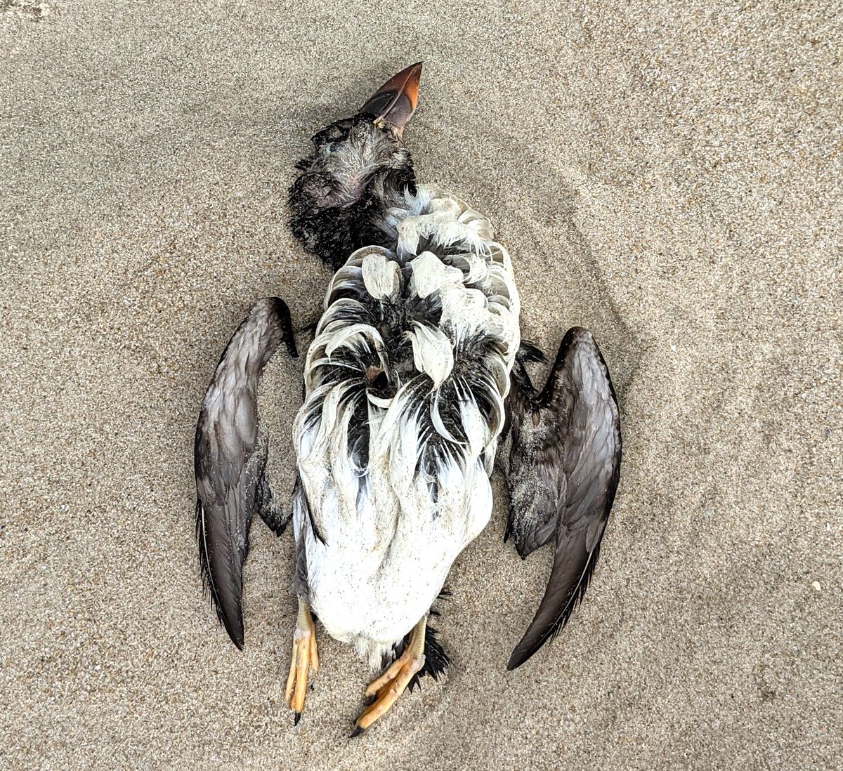 jkroik's tweet photo. On March 18 we found what we believe was a #Puffin (non-breeding) washed ashore in Ocean County, NJ. Looks like poor fella has been dead for a while. How did he/she get there??
#birding #dbird #birdwatching https://t.co/jEf3Eyn0zS