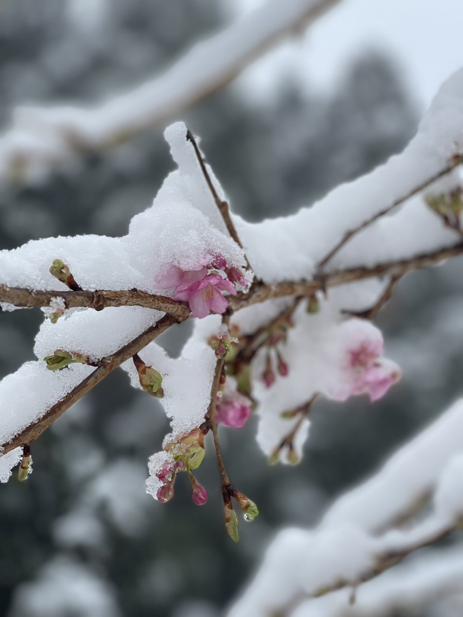 BurnsLoc's tweet photo. こんにちは！久しぶりの更新となりました😅只今の���人町R289のお天気は☃️、雪の洗礼を受けています。まだまだ降り続いています🥺桜にも雪🌸運転お気をつけて😌#ツーリング #イマソラ #国道289   #R289 #バイク好きと繋がりたい  #バイクロード    #バイカー #クロッチガード     #burnsloc #バーンズ https://t.co/UwGzeIomSc