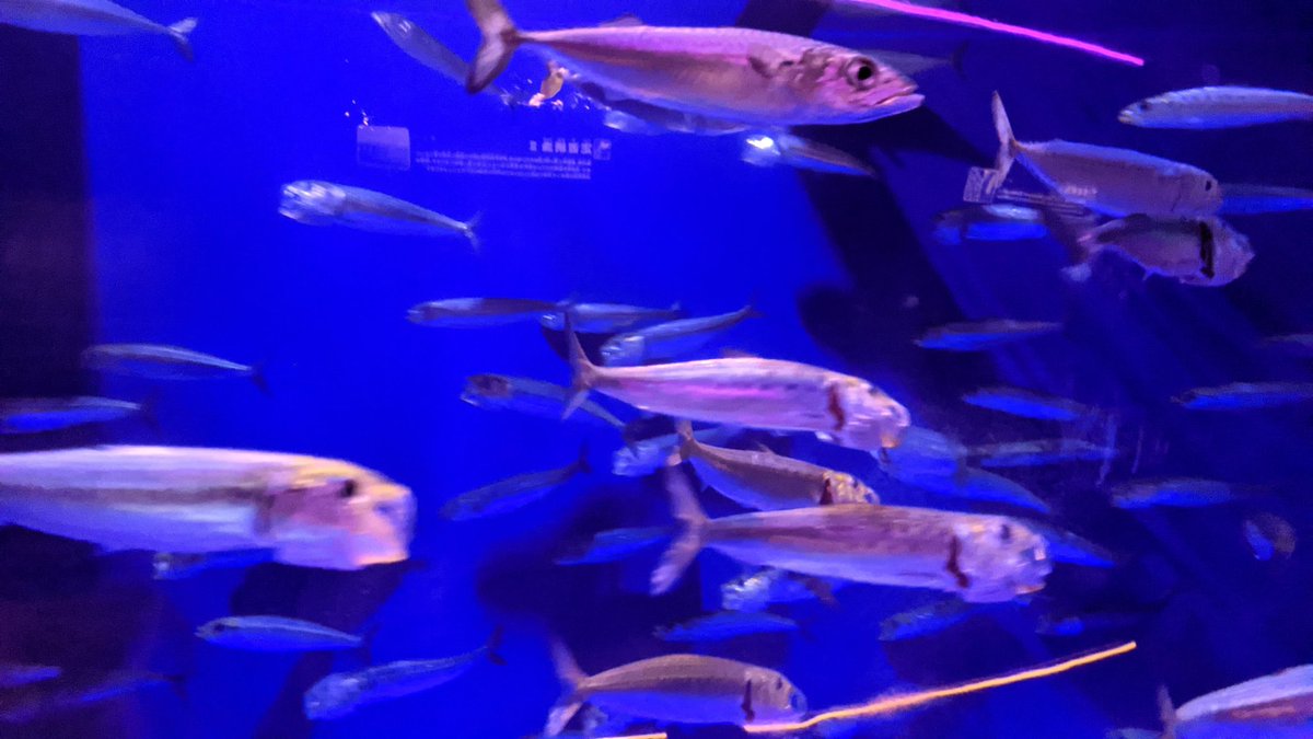 ジェリーフィッシュ 感想 考察 最新情報まとめ みんなの評価 レビューが見れる ナウティスモーション