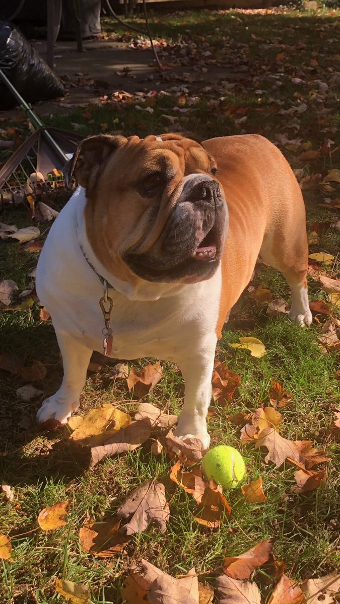 dnow514's tweet photo. @ReneePaquette heard on #ThrowingDown you had a bulldog. Here is mine.  Welcome to Cincy https://t.co/8IHMxfL7j6