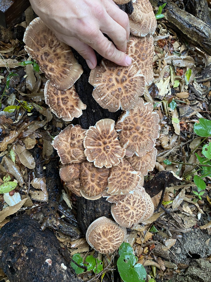 MichaelKeida's tweet photo. 今週から椎茸祭り〜😚
早めに取ればよかったけど、これでもうまい〜
#mushroomparty https://t.co/0uq5hXPzow