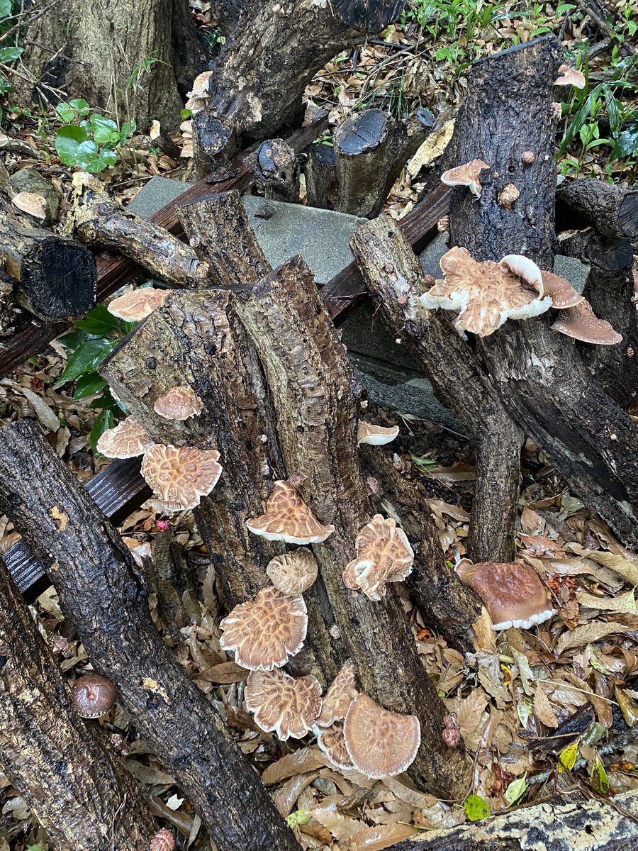MichaelKeida's tweet photo. 今週から椎茸祭り〜😚
早めに取ればよかったけど、これでもうまい〜
#mushroomparty https://t.co/0uq5hXPzow