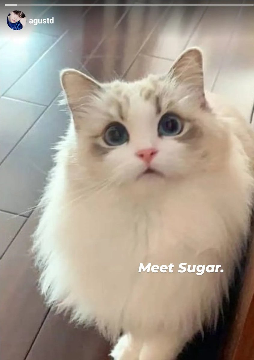 [agustd] instagram story 😺 Meet Sugar.