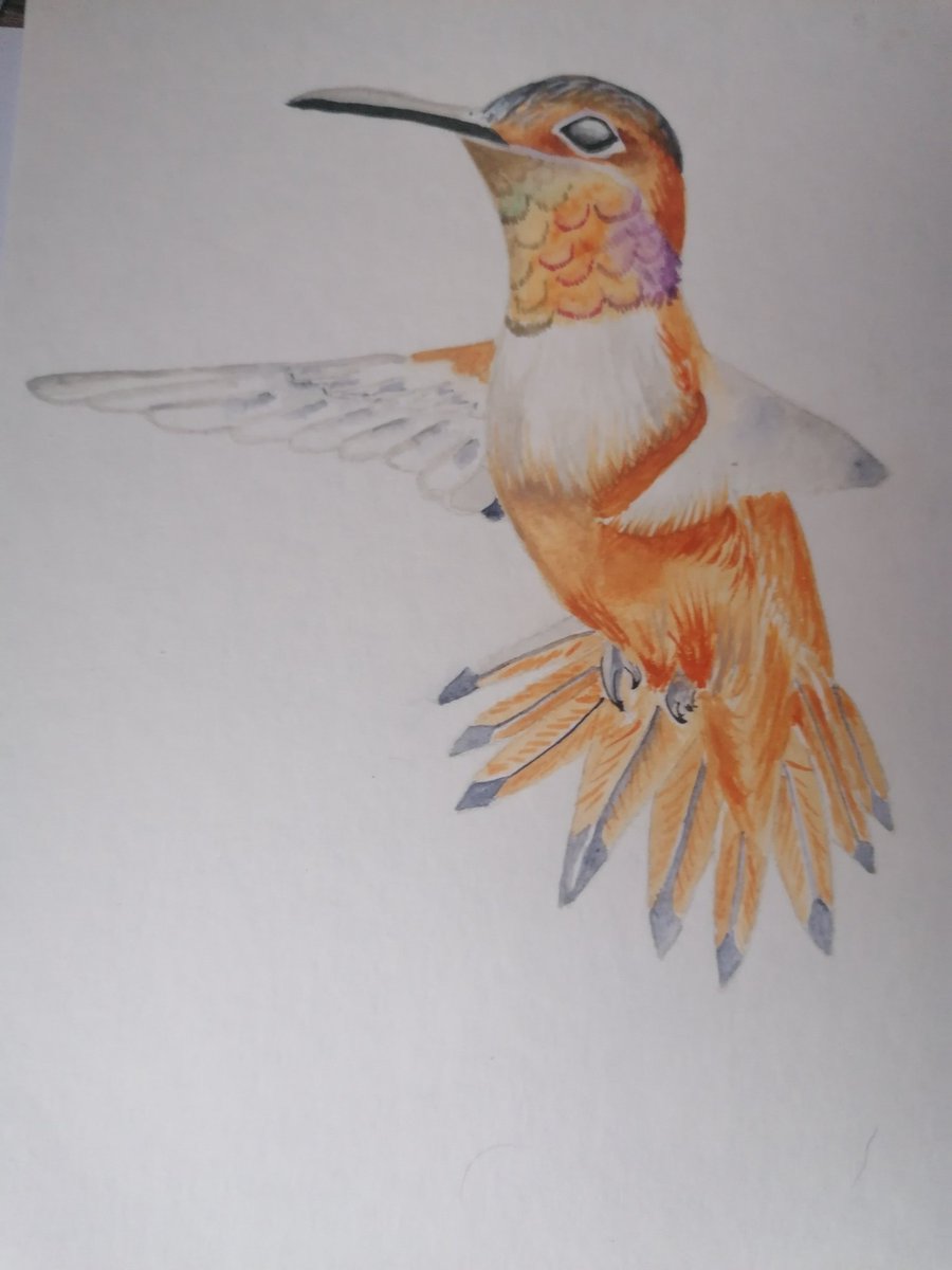 cairom's tweet photo. Colibrí
#acuarela https://t.co/h3fNlad7ku