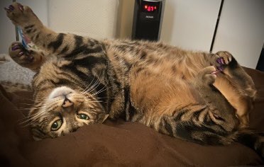 kellybug's tweet photo. Top of the Tuesday morning from Jezabel. ๐
#CatsOfTwitter #GiveOfYourself #YouThinkYouHaveTime https://t.co/NfssXEFdOb