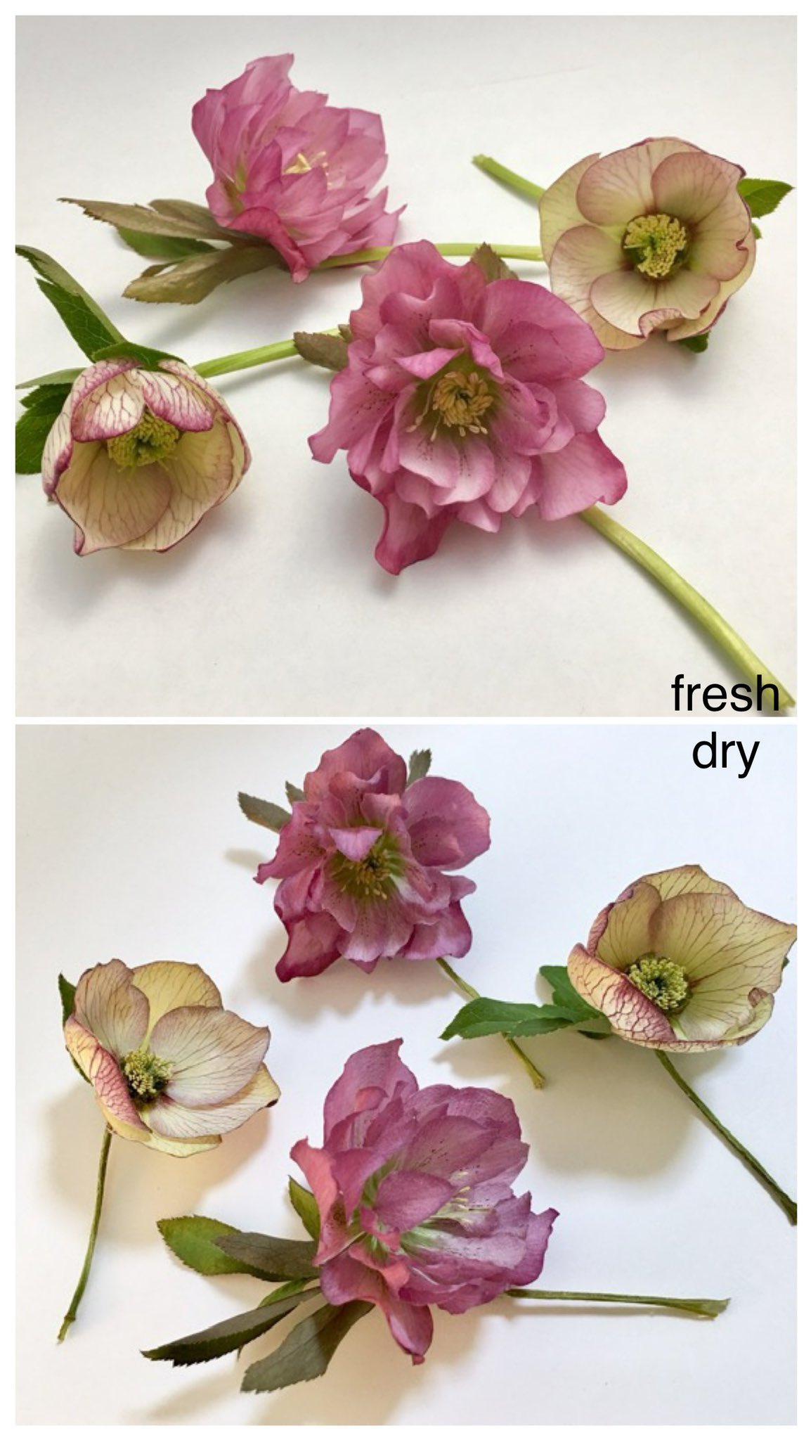 Inori 今日もドライフラワー用シリカゲルを古いフライパンで炒って復活させました たぶん15年くらい使っていると思います お得です T Co Oyc1iwgbgx Twitter