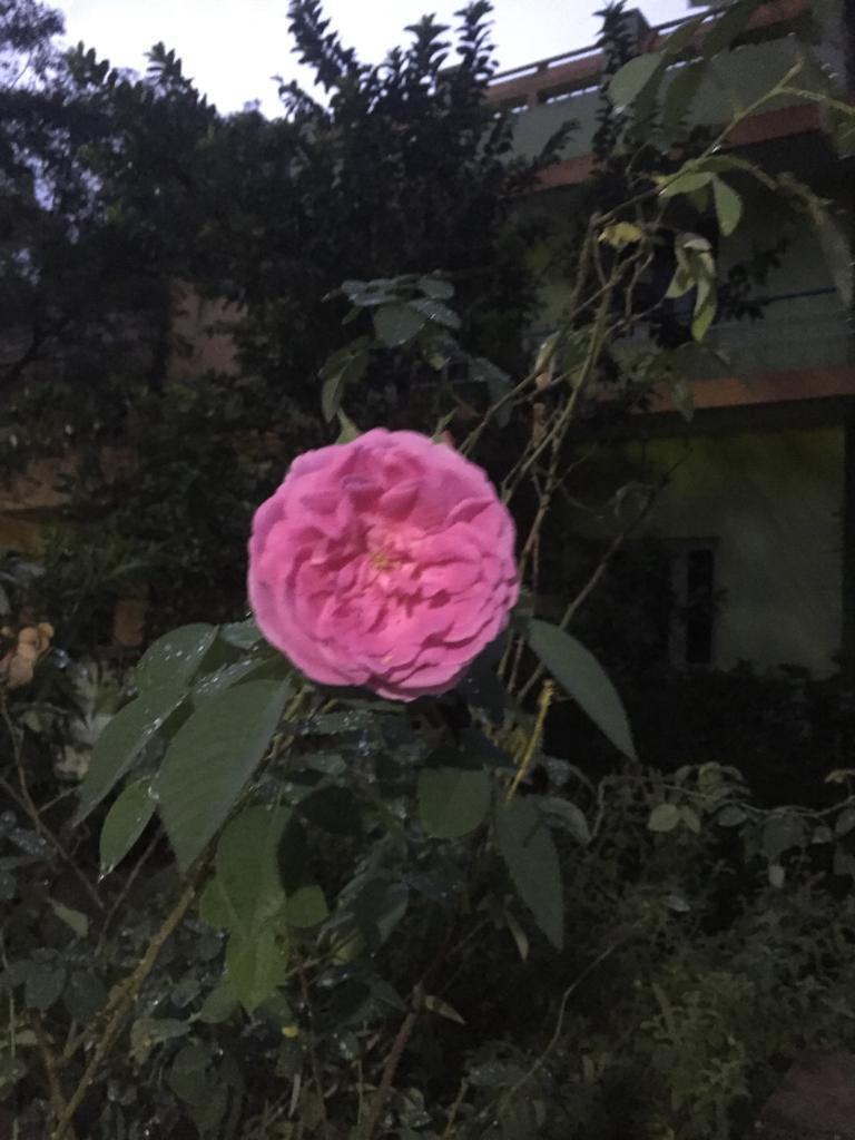 GaneshJayabalan's tweet photo. Happy morning friends💐 ,Have a great day ❤😍
Started the day with 7km + 🏃‍♂️ 🏃‍♀️ along with my daughter, 30 min stretching, 100 Squats ,Tyre flips

#ThalaivarFansFitnessChallenge
#100daysofwalking 
#100daysOfRunningChallenge https://t.co/elPt2xoJoO
